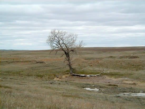 File:Grand River NG Lone Tree.jpg