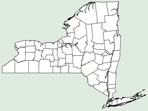 File:Guizotia abyssinica NY-dist-map.png