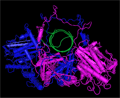 File:Ku bound to DNA.png