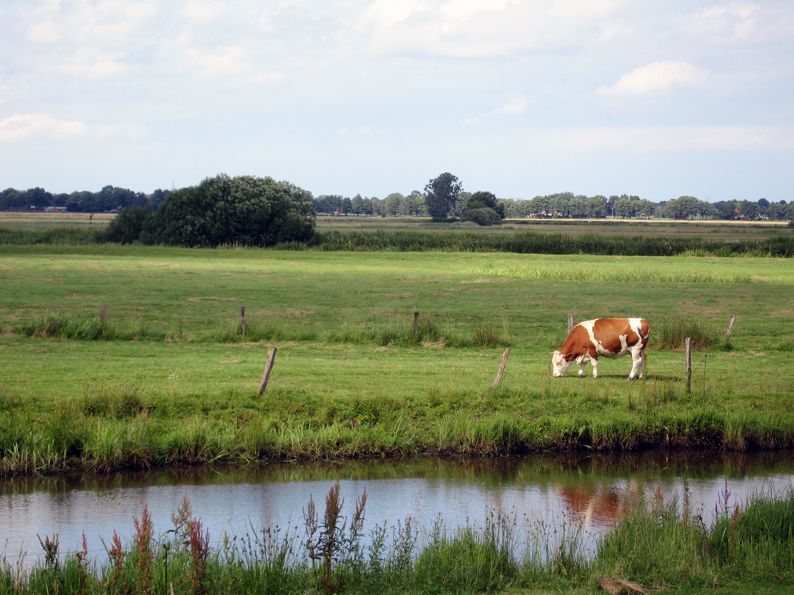 File:Kuh im Blockland - Bremen - 2007.jpg