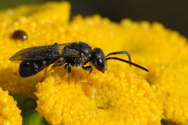 File:Lasioglossum.lativentre.-.lindsey.jpg