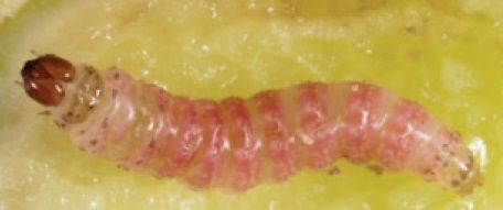 File:Leucinodes orbonalis larva mid instar.jpg