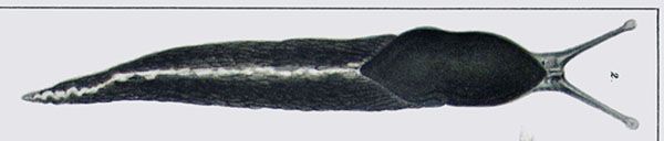 File:Limax amaliae Bettoni 1871 pl3 fig2.jpg