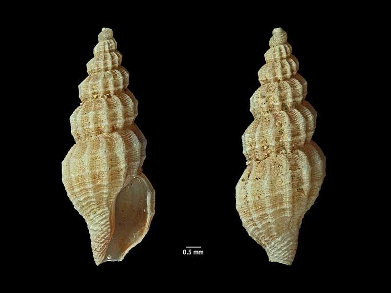 File:Liracraea odhneri 1.jpg