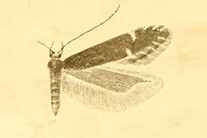 File:Monochroa scutatella.jpg