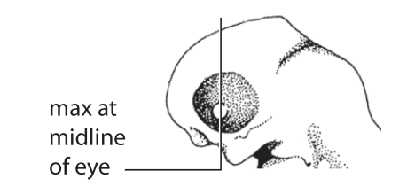 File:O3. Maxillary process midline of eye (G01c).png