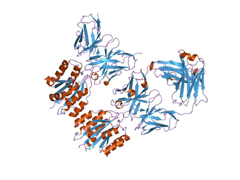 File:PDB 1mhp EBI.jpg