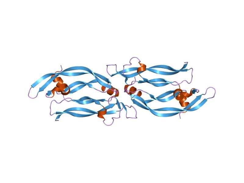 File:PDB 1mkg EBI.jpg