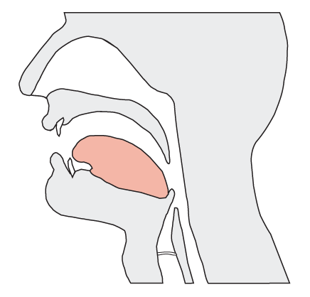 File:Phonological anatomy.png