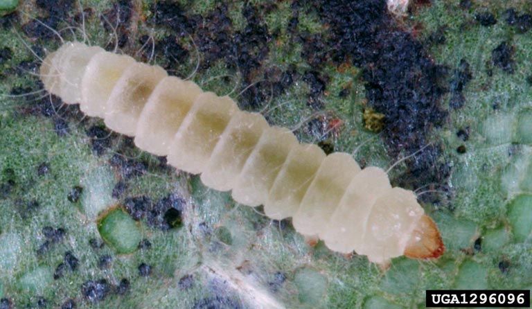 File:Phyllonorycter platani larva.jpg