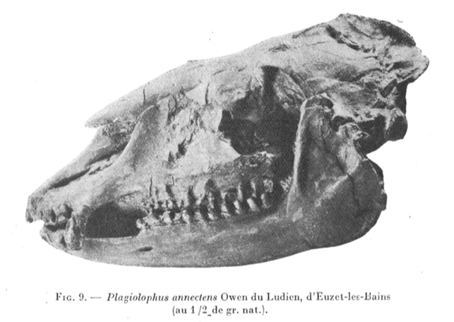 File:Plagiolophus annectens skull euzet.png