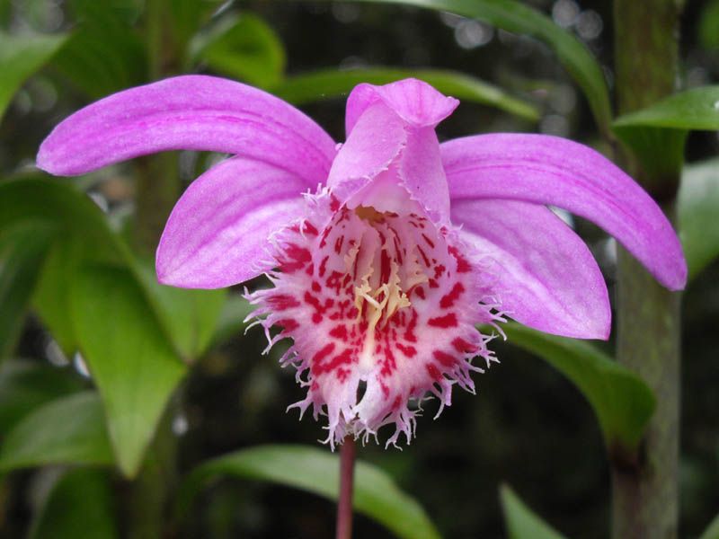 File:Pleione bulbocodioides 2.jpg