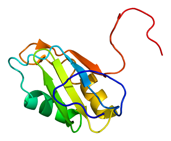 File:Protein HNRPC PDB 1wf2.png