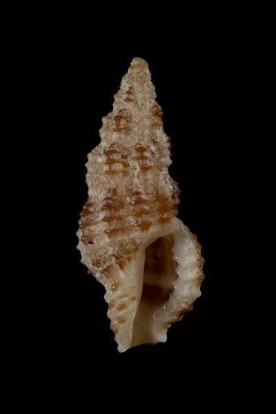 File:Pseudodaphnella pustulata 001.jpg