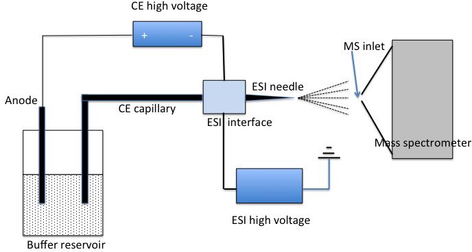 File:Schematic Diagram of CE-ESI-MS system.jpg