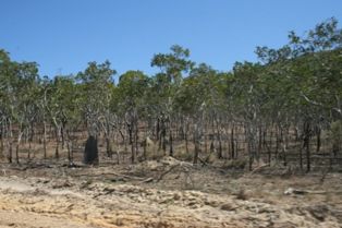 File:Starcke-national-park-cape-york-queensland-australia.JPG