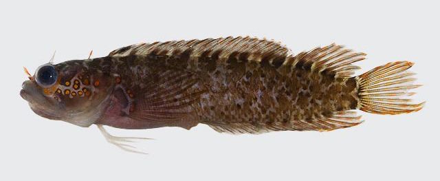 File:Starksia ocellata.jpg