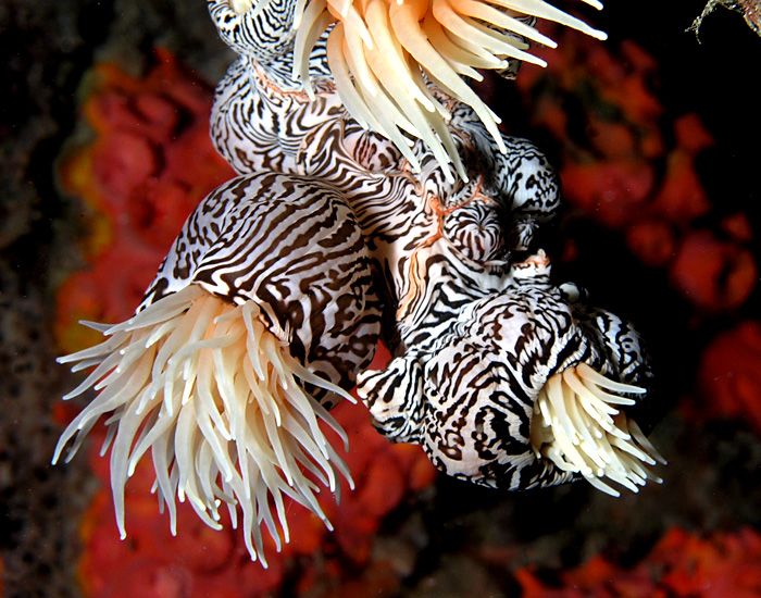 File:Striped colonial anemone.jpg