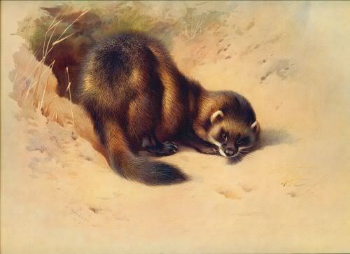 File:Thorburn Polecat.jpg