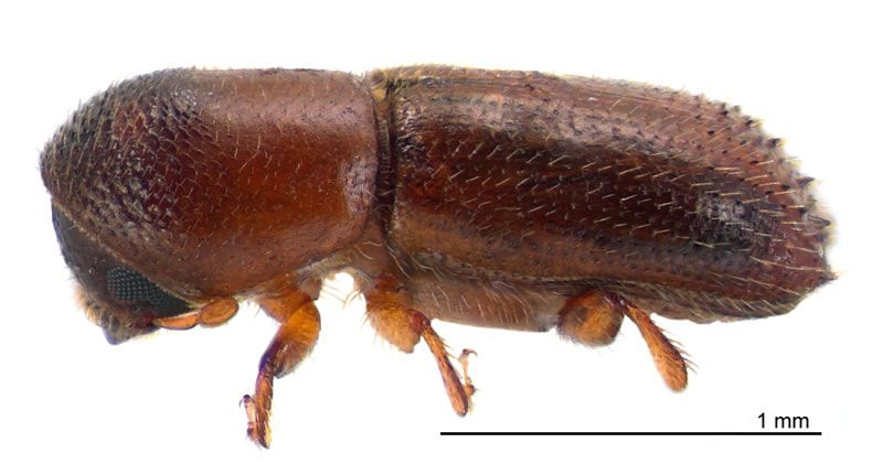 File:Xyleborinus saxeseni lateral.jpg