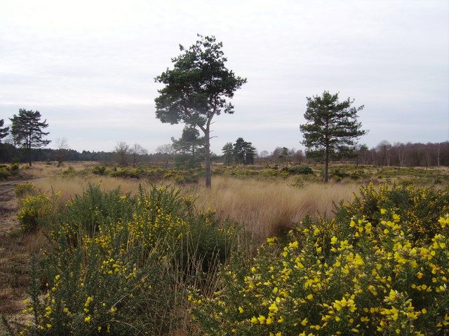 File:Yateley Common - geograph.org.uk - 664659.jpg