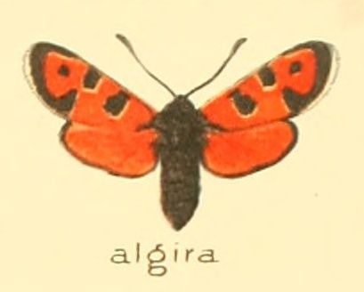 File:Zygaena algira.jpg