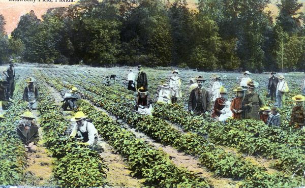 File:"Strawberry Field, Florida" (10724861674).jpg