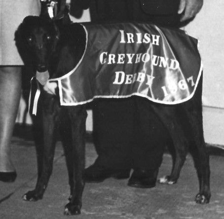 File:1967 Irish Greyhound Derby champion Russian Gun.jpg