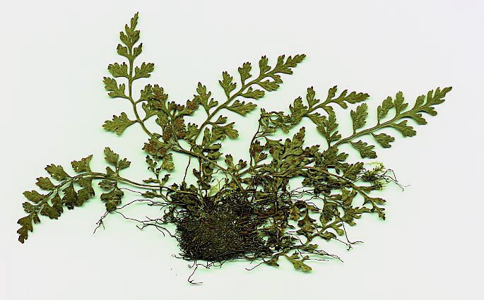 File:Asplenium montanum specimen.jpg