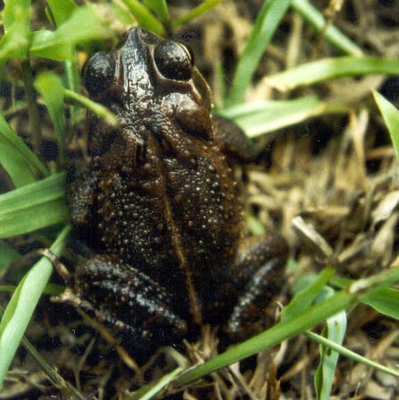 File:Bufo campbelli.jpg