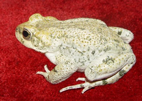 File:Bufo surdus01.jpg