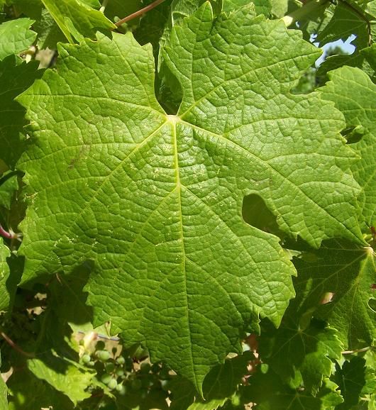 File:Carmenere leaf.JPG