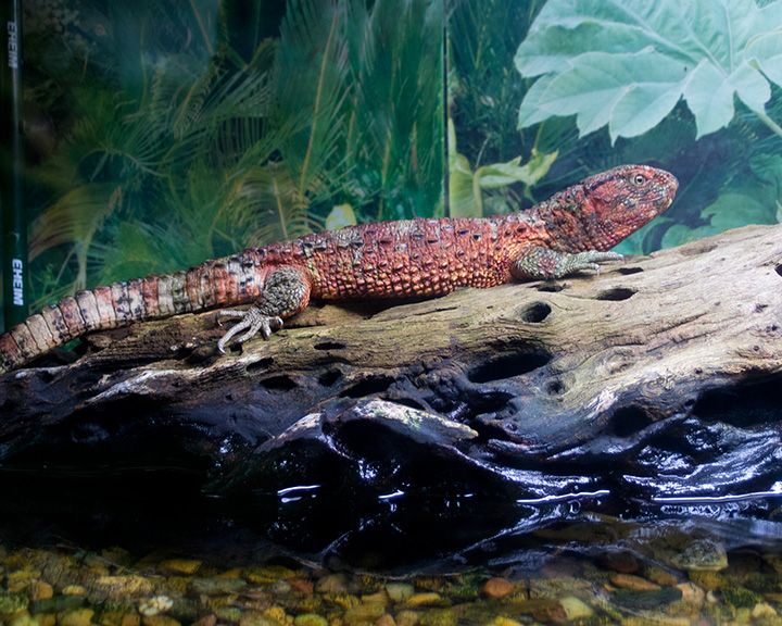 File:Chinese Crocodile Lizard (6878893707).jpg