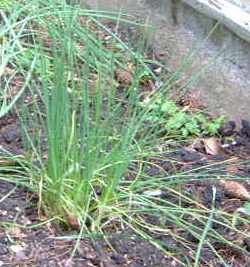 File:Chives, thumbnail.jpg