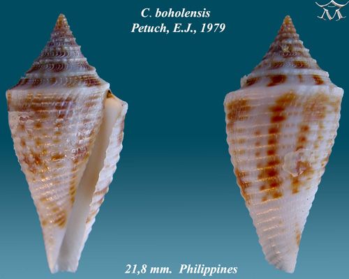 File:Conus boholensis 1.jpg