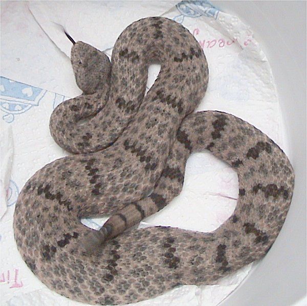 File:Crotalus lepidus lepidus 2.jpg