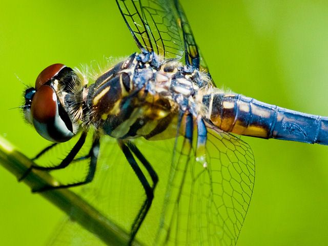 File:Dragonfly (2413057204).jpg