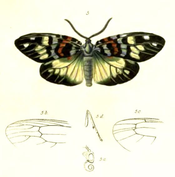 File:ErasmiaPulchellaTransLinn.jpg