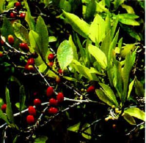 File:Erythroxylum coca.jpg