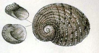 File:Granata lyrata 001.jpg