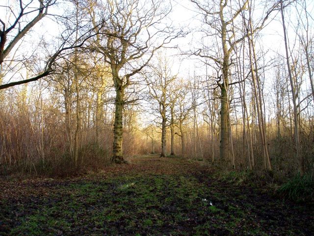 File:Langley Wood - geograph.org.uk - 108698.jpg