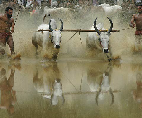 File:Maramadi Festival.jpg