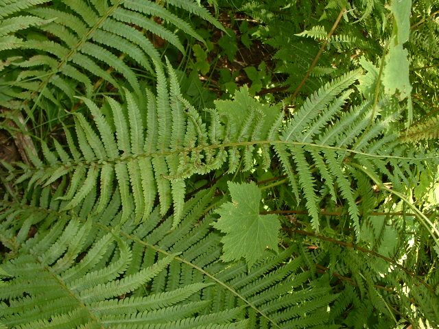 File:Matteuccia struthiopteris, Pancake Bay PP.jpg