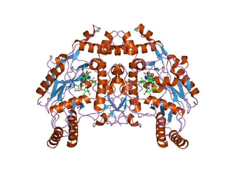 File:PDB 1fol EBI.jpg