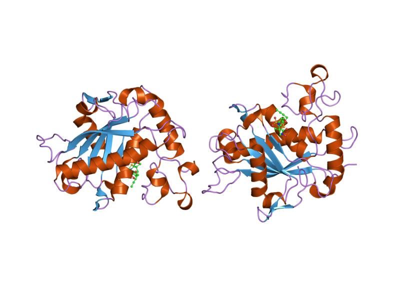 File:PDB 1zxc EBI.jpg