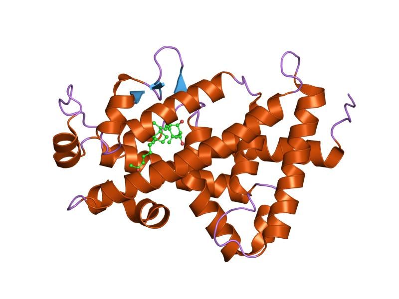 File:PDB 2hb8 EBI.jpg