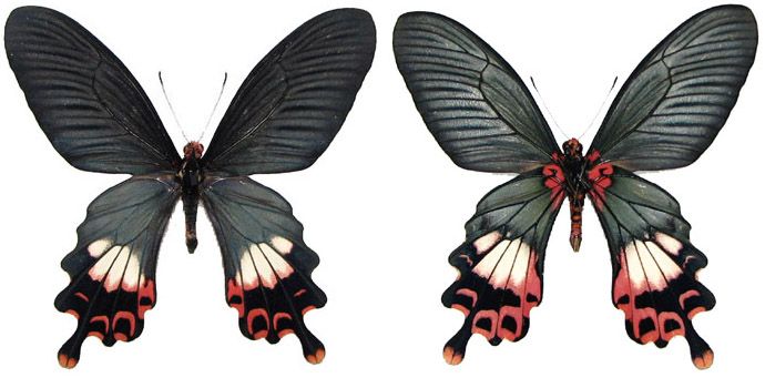 File:Papiliobootesmindonim1.jpg