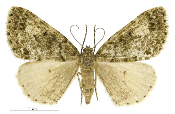 File:Pseudocoremia indistincta female.jpg