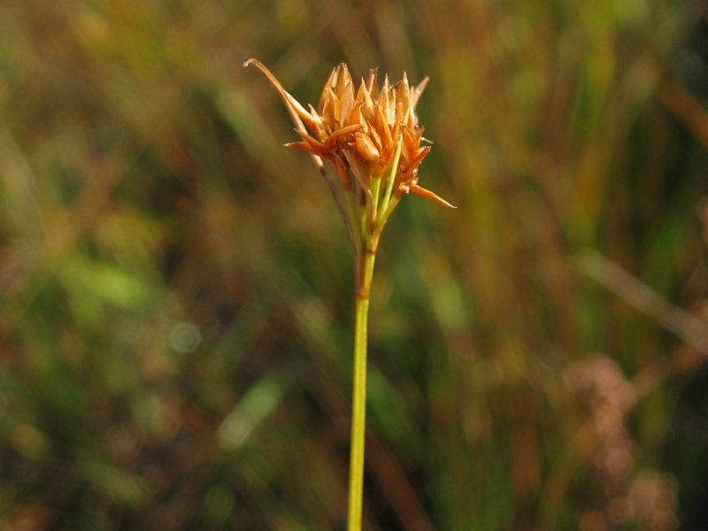 File:Rhynchospora alba.jpeg