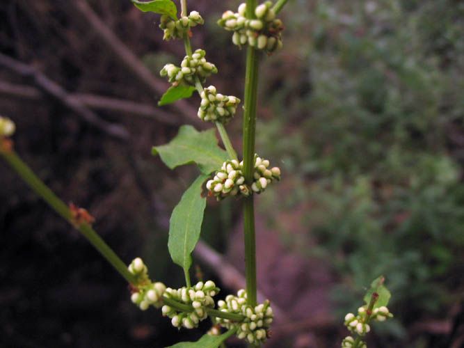 File:Rumex conglomeratus.jpg